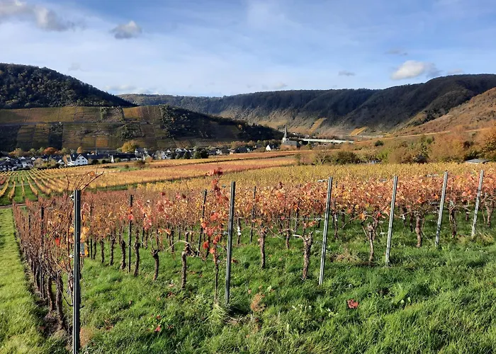 Goetz * 布鲁蒂凡科